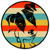 Jack Russel Terrier Picture
