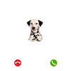 Dalmatien my Boss