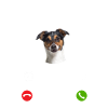 Jack Russel my Boss