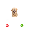 Golden Retriever my Boss