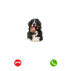 Berner Sennenhund my Boss