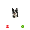 Border Collie my Boss