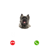 Cairn Terrier my Boss