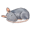 Mouse asleep