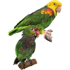 Parrots