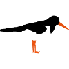 Austernfischer
