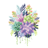 Succulentes