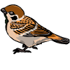 Sperling mit Name hell