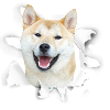 Shiba Inu - Shiba Inu Dog
