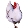 White hen