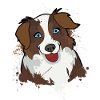 Australian Shepherd