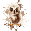 owl