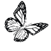 Black Butterfly
