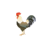 Chicken Whisper chicken