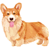 Welsh Corgi