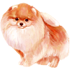 Pomeranian