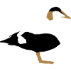 common eider