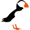 puffin