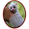 White mouse bat