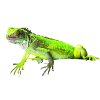 iguana