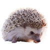 hedgehog