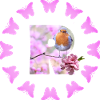 fruit blossom r
