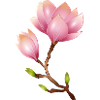 Magnolia branch with pink flowers
