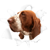 Bracco Italiano - Bracco Italiano Dog