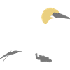gannet