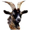 GOAT WIDDER STEINBOCK