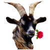 Romantic goat with a rose