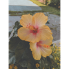 HIBISCUS FLOWERS