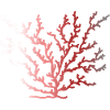 coralfantasy
