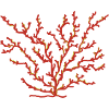 coral
