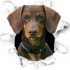 Dackel Hund - Dackel