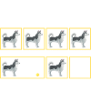 Husky Chien Husky Sibérien