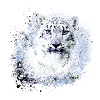 snow leopard,cat,leopard,white,wildcat