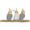 Nymphensittich oiseaux animaux animaux
