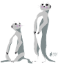 Meerkat