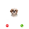 Shih Tzu my Boss