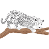 snow leopard