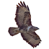 Buzzard in flight