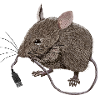 USB Mouse