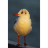 Seagull 2