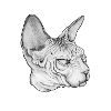 Sketch Sphynx Cat