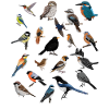 Oiseaux de jardin Oiseaux Oiseaux