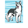 husky