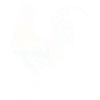 Rooster Chicken Rooster