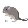 gerbil