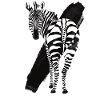 zebra
